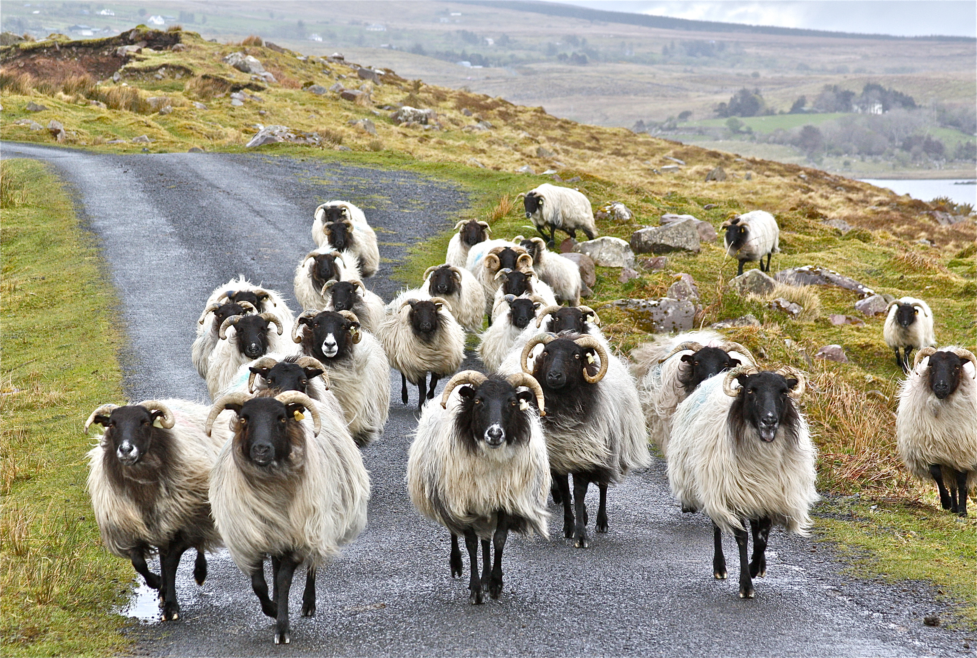 How Much Do Sheep Farmers Make In Ireland